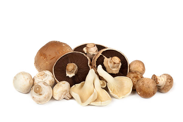 champignons_sous_cate