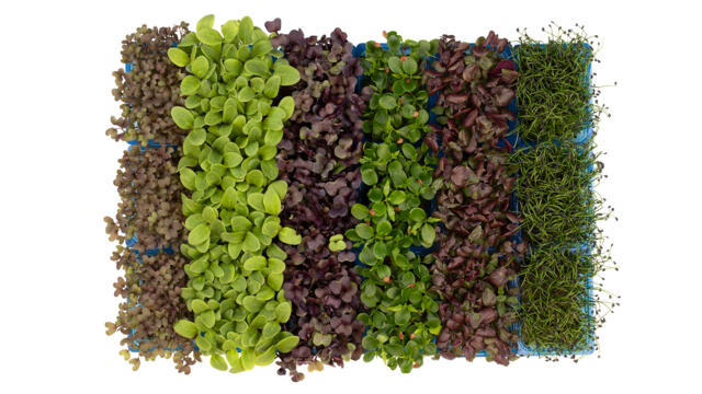 germes_et_cress_sous_cate