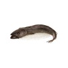 colin_merlu