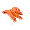 crevette_de_madagascar