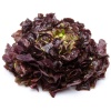 feuille_de_chene_rouge