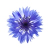 fleurs_comestibles_bleuets