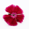 fleurs_comestibles_oeillet_de_chine