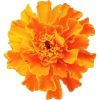 fleurs_comestibles_oeillet_dinde