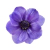 fleurs_comestibles_violettes