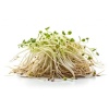germe_dalfalfa