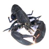 homard_breton