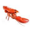 homard_canadien