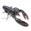 homard_europeen