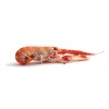 langoustine