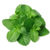 menthe