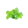 menthe_poivree