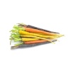 mini_carotte_multicolore