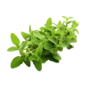 origan