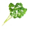 persil_frise