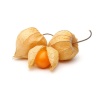 physalis